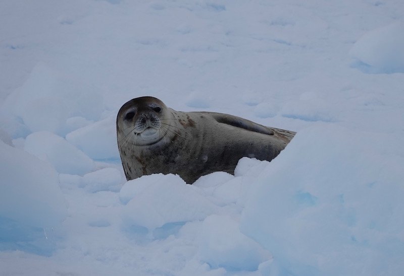 seal