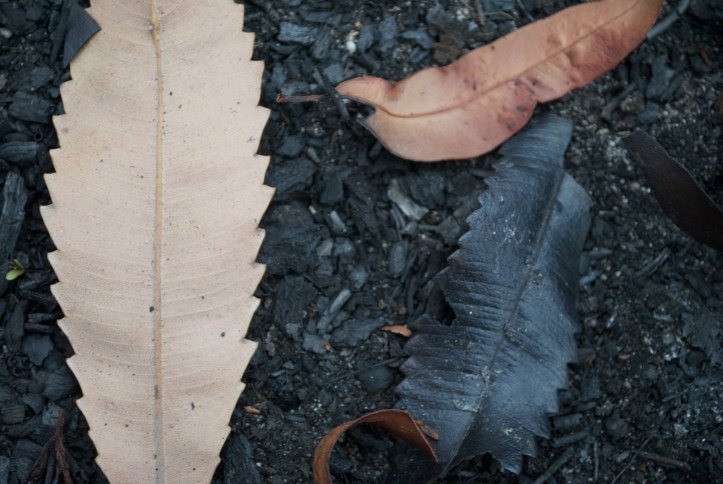 Burnt-Banksia-leavesAlison-Haynes2016