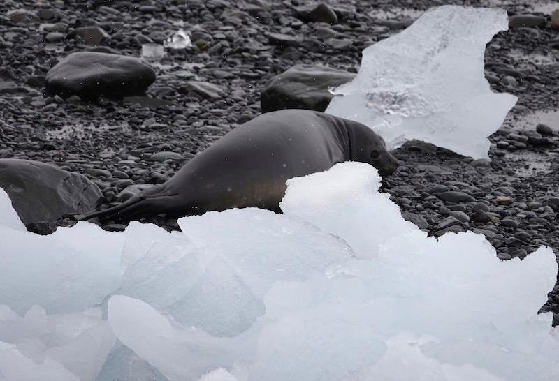 elephantseal